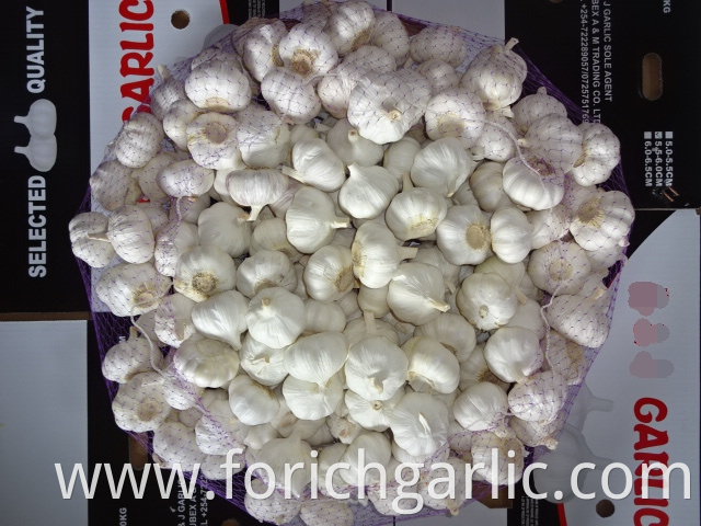 Fresh Pure White Garlic 2019